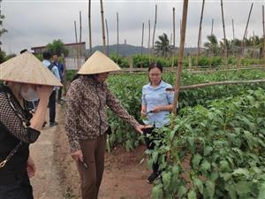 Đồ Sơn tổ chức tập huấn “Hướng dẫn kỹ thuật chăm sóc và phòng trừ sinh vật gây hại trên cây cà chua” vụ Xuân năm 2024.