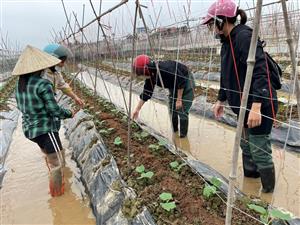 Cán bộ Khuyến nông đồng hành cùng nông dân xã Tiên Thanh, huyện Tiên Lãng sản xuất Dưa chuột bao tử  xuất khẩu vụ Xuân năm 2024