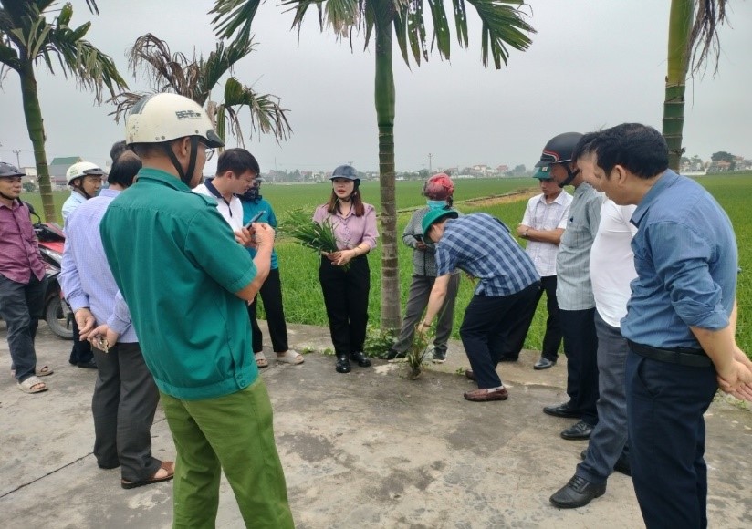 Lãnh đạo, Ban nông nghiệp xã Đại Hà tổ chức thăm đồng đánh giá sinh trưởng phát triển các trà lúa, công tác phòng trừ sâu bệnh và diệt chuột hại trên lúa vụ Xuân 2024